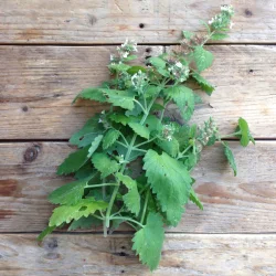 Katteurtfr� (Catnip Nepeta)