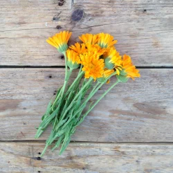 Morgenfruefr� (Erfurter Orangefarbige Calendula)