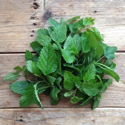 Citronmelissefr� (Quedlinburger Niederliegende Lemon Balm)