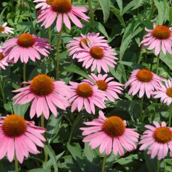 Purpursolhatfr� (Starlight Echinacea)
