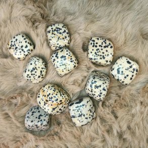 Dalmatian Jasper Lommesten