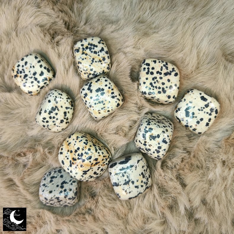 Dalmatian Jasper Lommesten