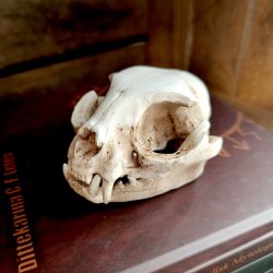 Katte Kranie i Resin