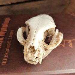 Katte Kranie i Resin