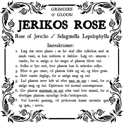 Jerikos Rose
