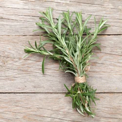 Rosmarinfr� (Rosemary Common)