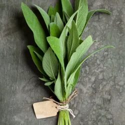 Salviefr� (Sage Common)