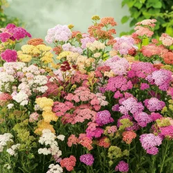 R�llikefr� (Colorado Mix Yarrow)