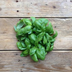 Basilikumfr� (Italiano Classico Genovese Basil)