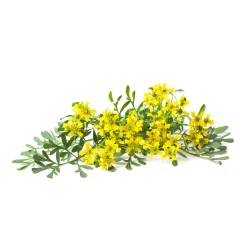 Rudefr� (Common Rue)