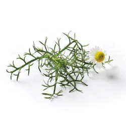 Kamillefr� (Roman Chamomile)