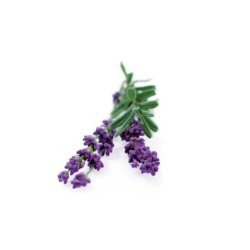 Lavendelfr� (Munstead Blue Lavender)